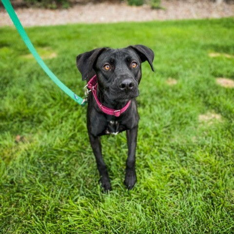 Lady, an adoptable Mixed Breed in Great Falls, MT, 59404 | Photo Image 2