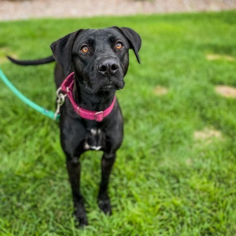 Lady, an adoptable Mixed Breed in Great Falls, MT, 59404 | Photo Image 3