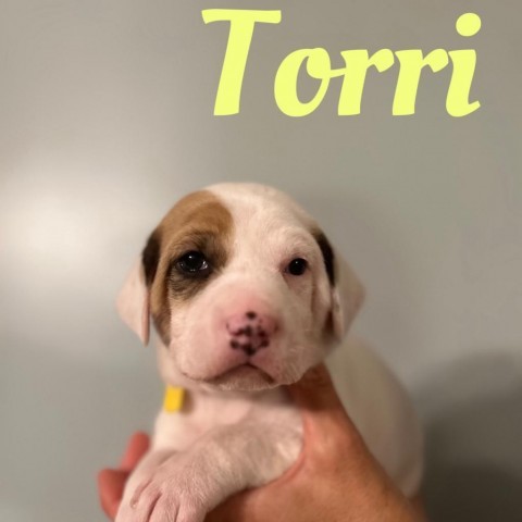 Torri