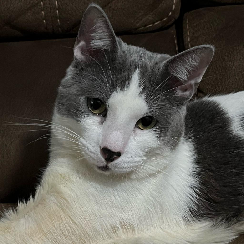Cattywampus