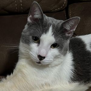 Cattywampus, Adult Male unknown