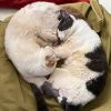 Cattywampus photo 3