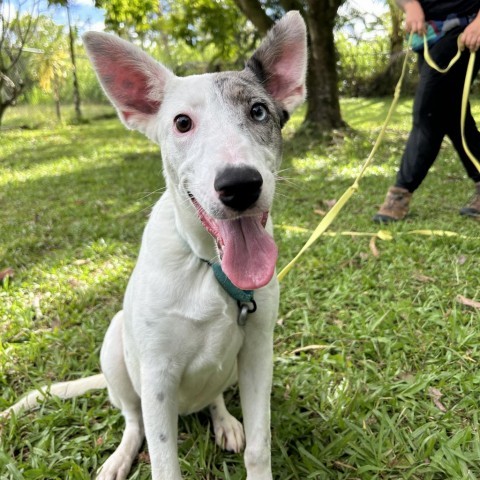 Periwinkle, an adoptable Mixed Breed in Kailua Kona, HI, 96740 | Photo Image 1