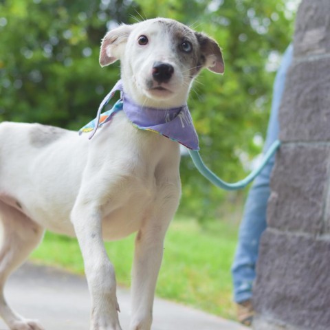 Periwinkle, an adoptable Mixed Breed in Kailua Kona, HI, 96740 | Photo Image 2