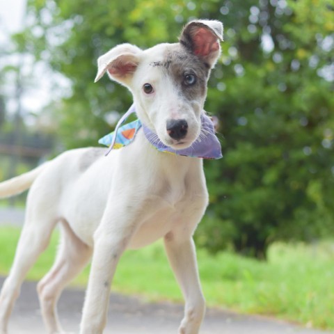 Periwinkle, an adoptable Mixed Breed in Kailua Kona, HI, 96740 | Photo Image 3