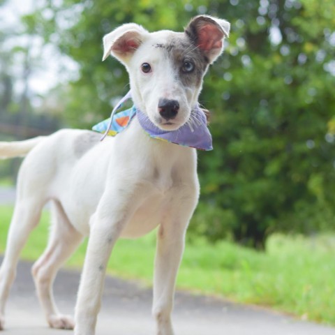 Periwinkle, an adoptable Mixed Breed in Kailua Kona, HI, 96740 | Photo Image 4