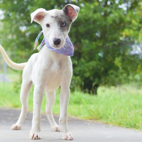 Periwinkle, an adoptable Mixed Breed in Kailua Kona, HI, 96740 | Photo Image 5