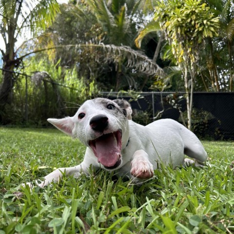 Periwinkle, an adoptable Mixed Breed in Kailua Kona, HI, 96740 | Photo Image 6