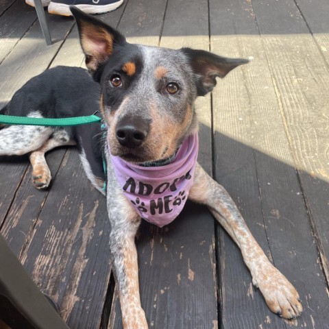 Kangaroo Jack, an adoptable Australian Cattle Dog / Blue Heeler, Border Collie in Kailua Kona, HI, 96740 | Photo Image 1