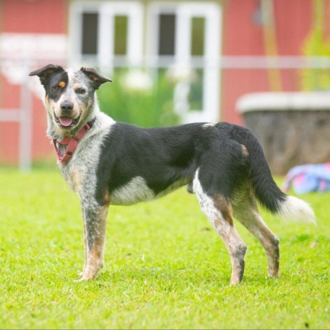 Kangaroo Jack, an adoptable Australian Cattle Dog / Blue Heeler, Border Collie in Kailua Kona, HI, 96740 | Photo Image 2