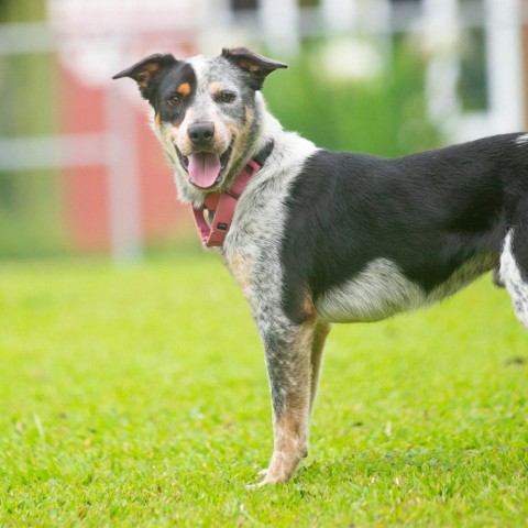 Kangaroo Jack, an adoptable Australian Cattle Dog / Blue Heeler, Border Collie in Kailua Kona, HI, 96740 | Photo Image 3