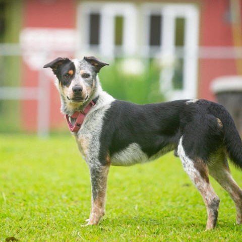 Kangaroo Jack, an adoptable Australian Cattle Dog / Blue Heeler, Border Collie in Kailua Kona, HI, 96740 | Photo Image 4