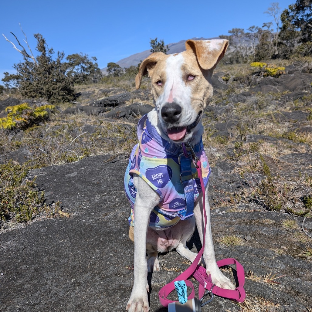 Pancake, an adoptable Mixed Breed in Kailua Kona, HI, 96740 | Photo Image 1