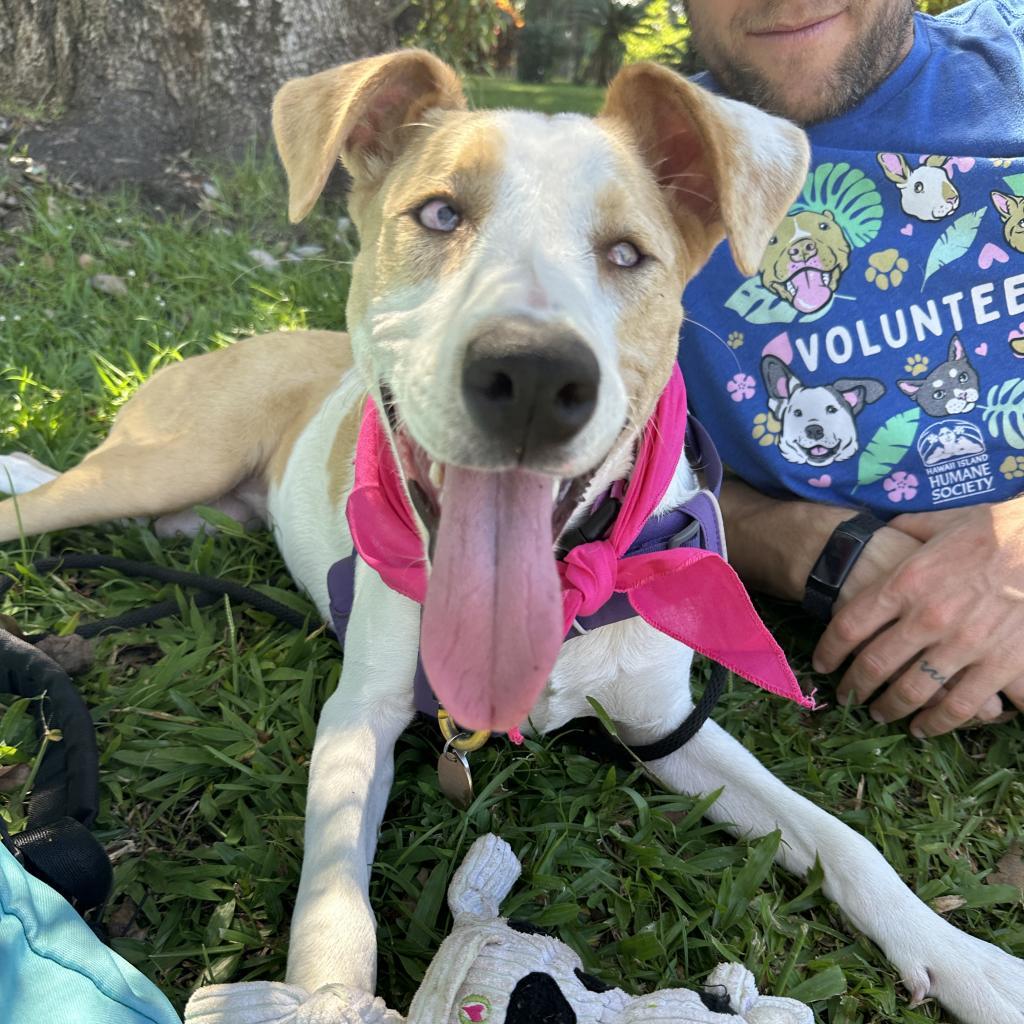 Pancake, an adoptable Mixed Breed in Kailua Kona, HI, 96740 | Photo Image 2