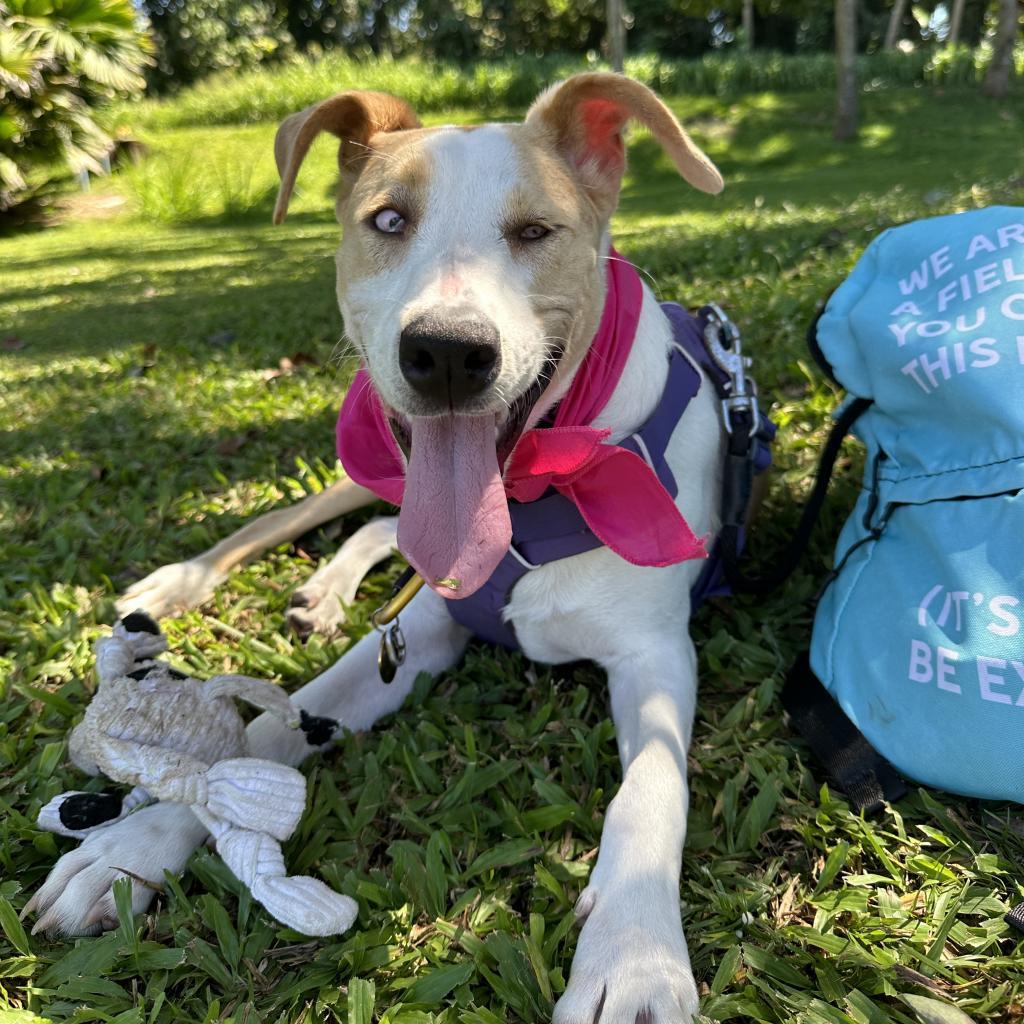 Pancake, an adoptable Mixed Breed in Kailua Kona, HI, 96740 | Photo Image 2