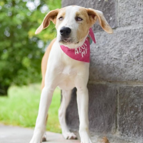 Pancake, an adoptable Mixed Breed in Kailua Kona, HI, 96740 | Photo Image 3