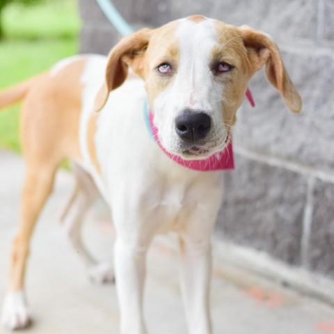 Pancake, an adoptable Mixed Breed in Kailua Kona, HI, 96740 | Photo Image 4