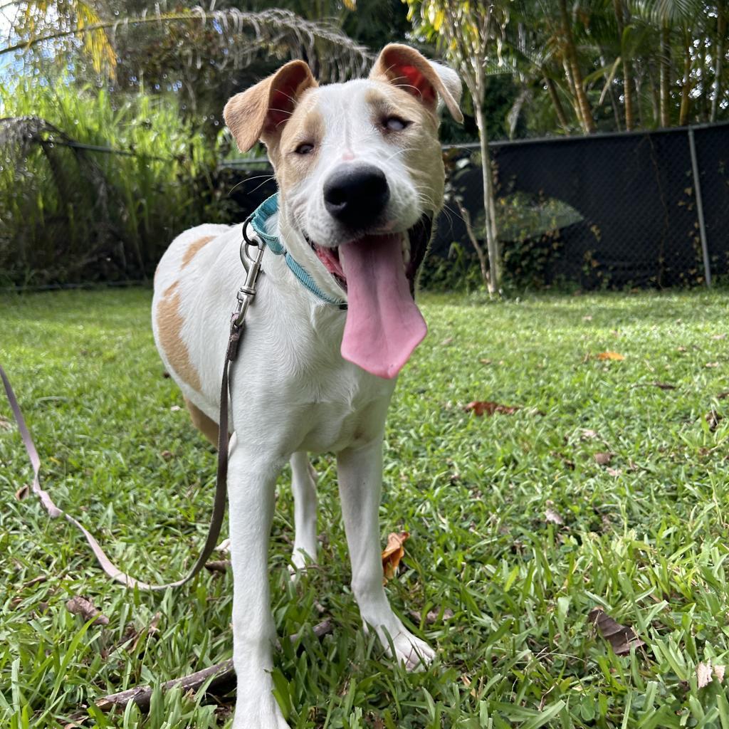 Pancake, an adoptable Mixed Breed in Kailua Kona, HI, 96740 | Photo Image 4
