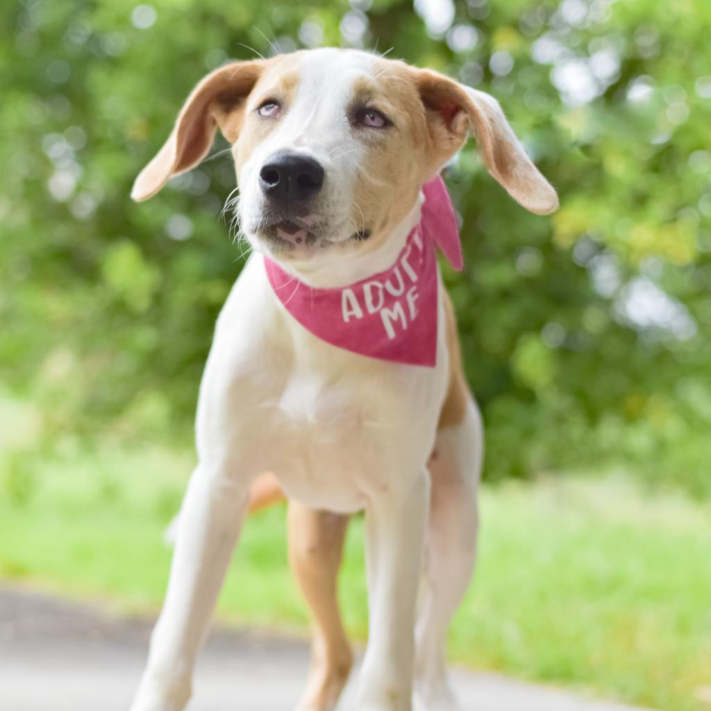 Pancake, an adoptable Mixed Breed in Kailua Kona, HI, 96740 | Photo Image 4