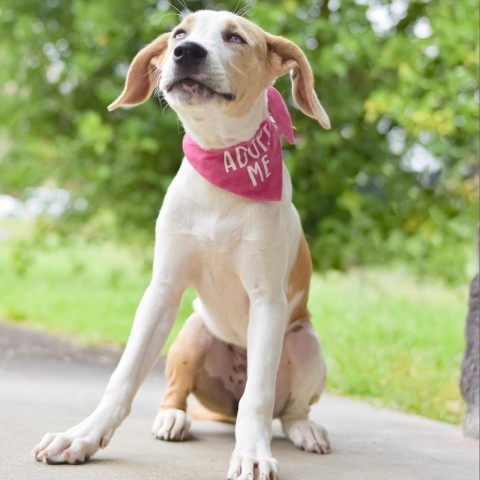 Pancake, an adoptable Mixed Breed in Kailua Kona, HI, 96740 | Photo Image 5