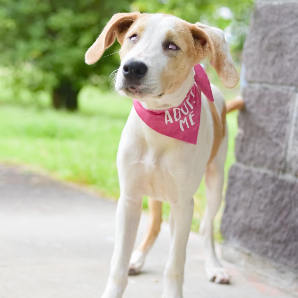 Pancake, an adoptable Mixed Breed in Kailua Kona, HI, 96740 | Photo Image 5