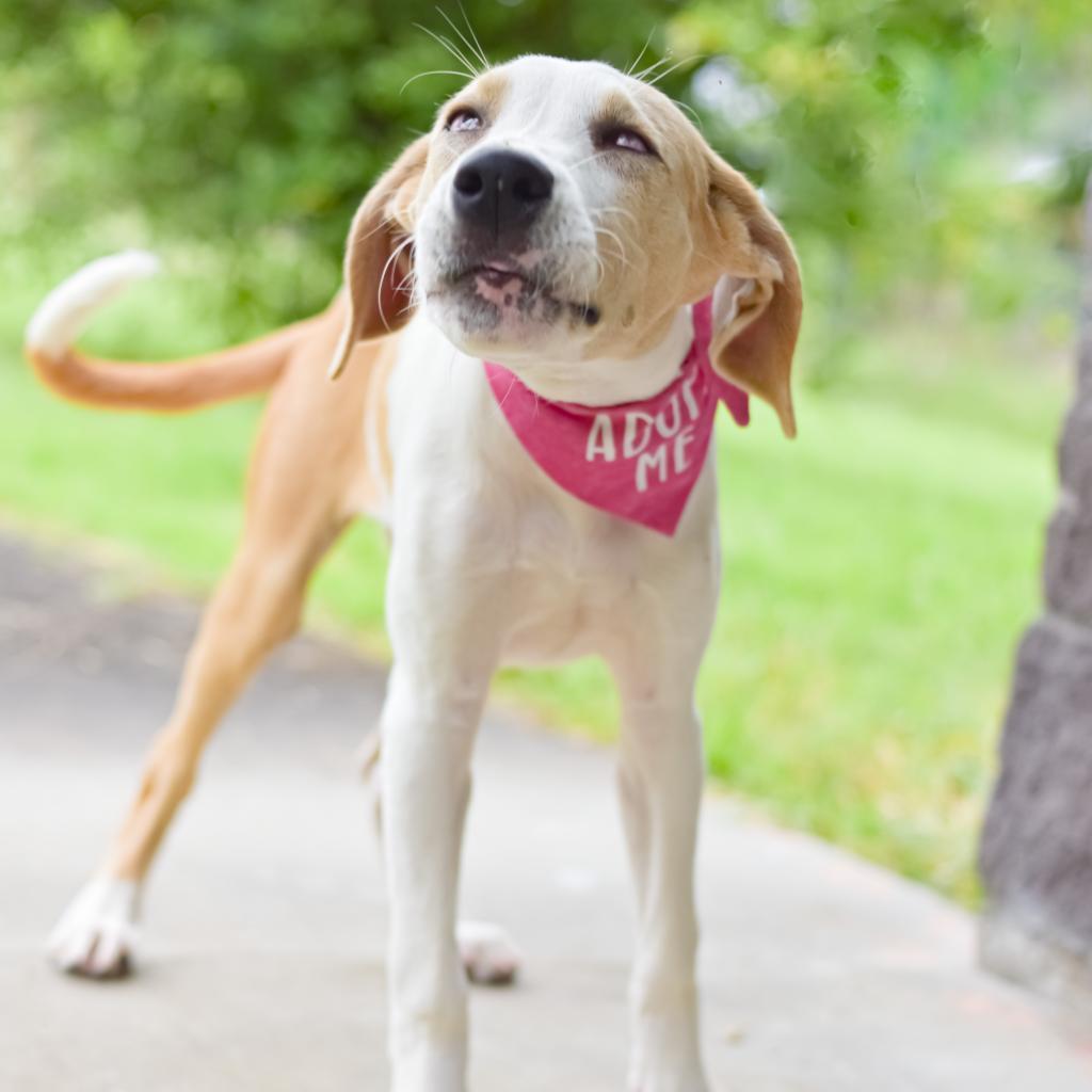 Pancake, an adoptable Mixed Breed in Kailua Kona, HI, 96740 | Photo Image 6