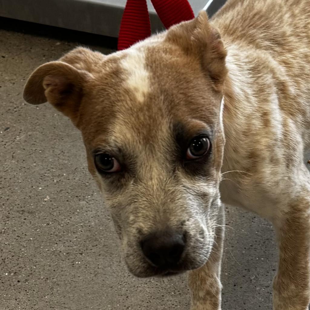 Latte, an adoptable Mixed Breed in Las Cruces, NM, 88012 | Photo Image 1