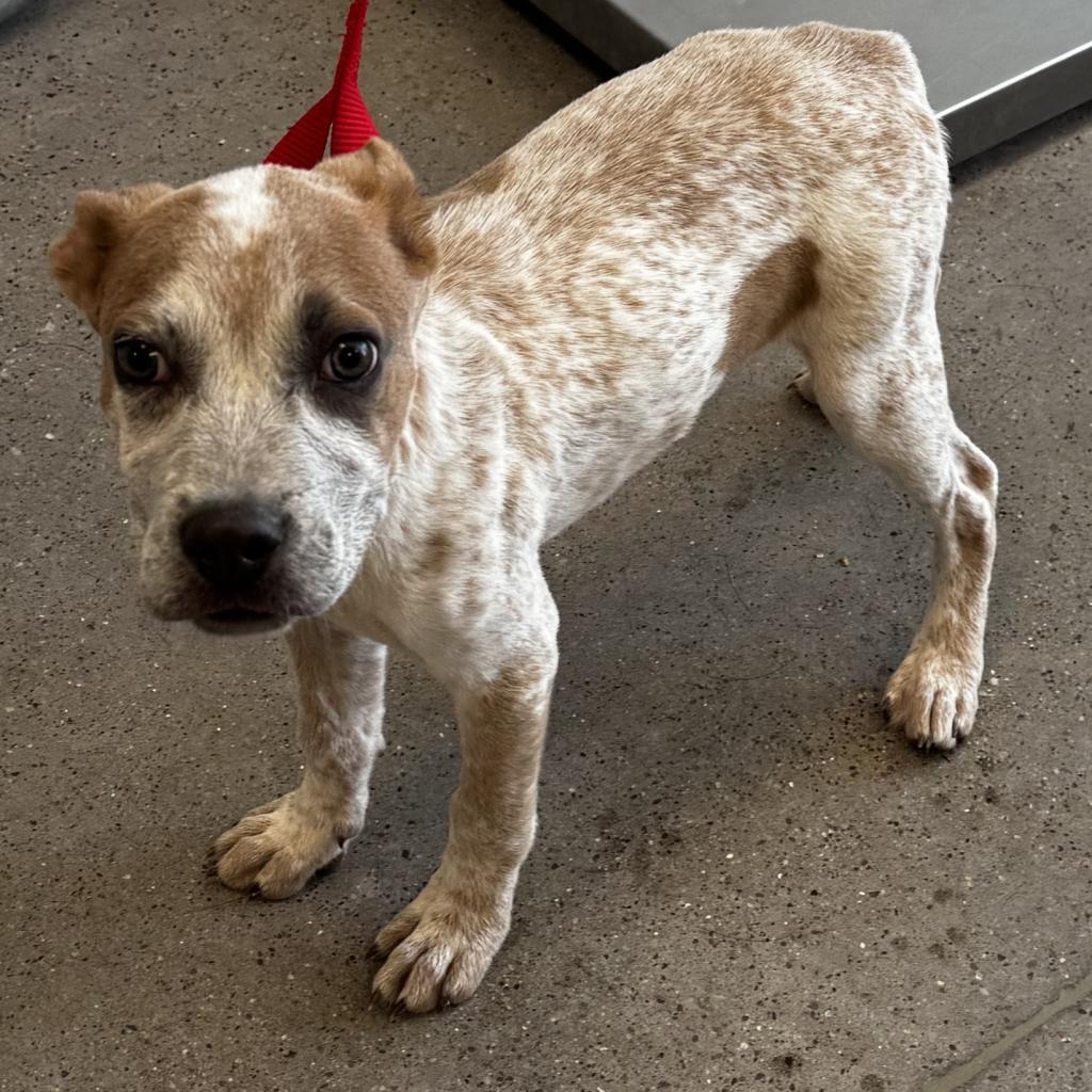 Latte, an adoptable Mixed Breed in Las Cruces, NM, 88012 | Photo Image 2