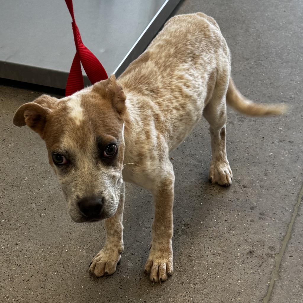 Latte, an adoptable Mixed Breed in Las Cruces, NM, 88012 | Photo Image 3