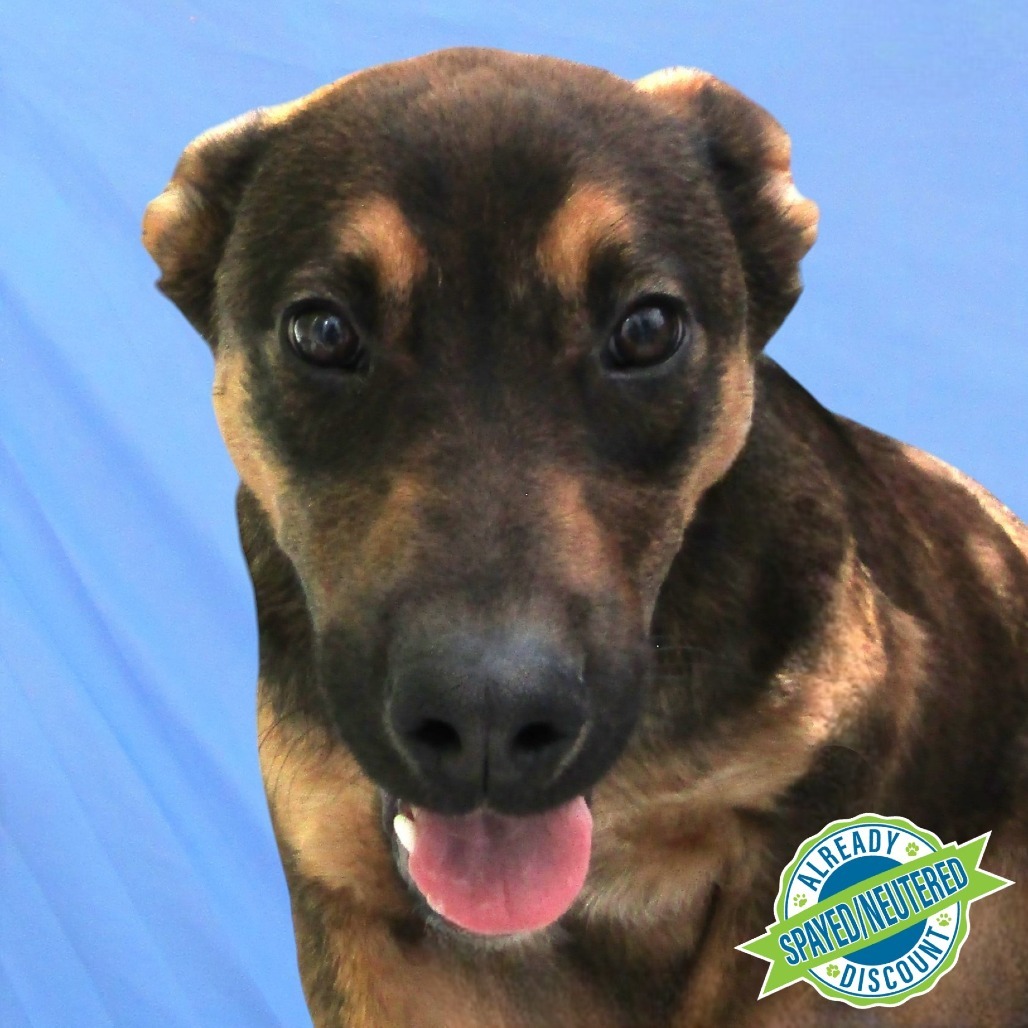 Bear, an adoptable Mixed Breed in Las Cruces, NM, 88012 | Photo Image 1