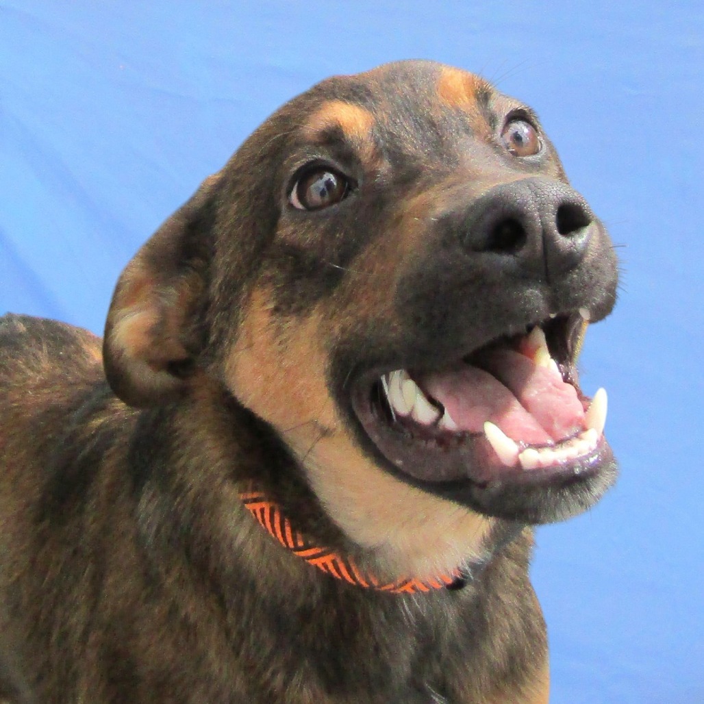 Bear, an adoptable Mixed Breed in Las Cruces, NM, 88012 | Photo Image 1