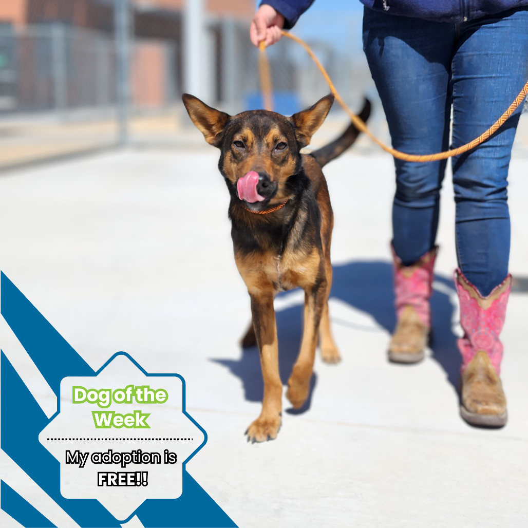 Urso, an adoptable Mixed Breed in Las Cruces, NM, 88012 | Photo Image 1