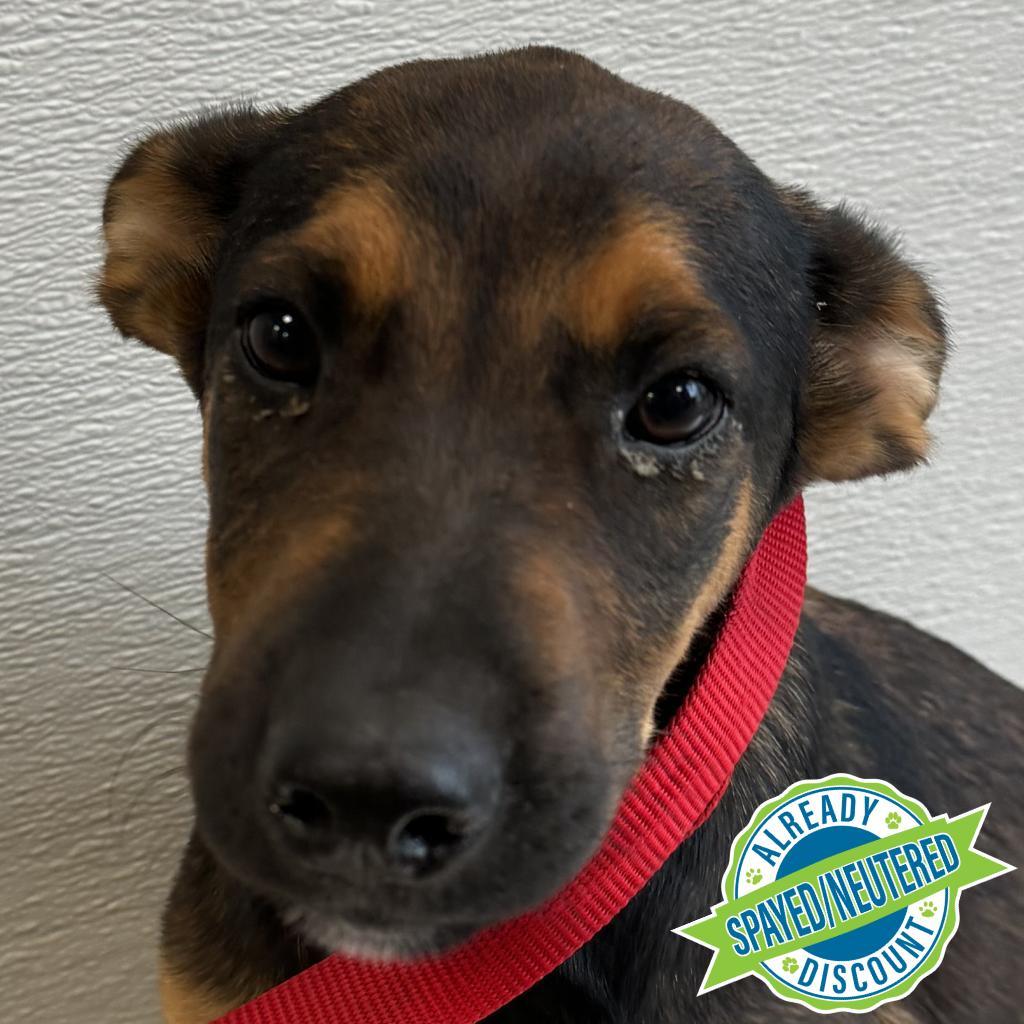 Bear, an adoptable Mixed Breed in Las Cruces, NM, 88012 | Photo Image 2