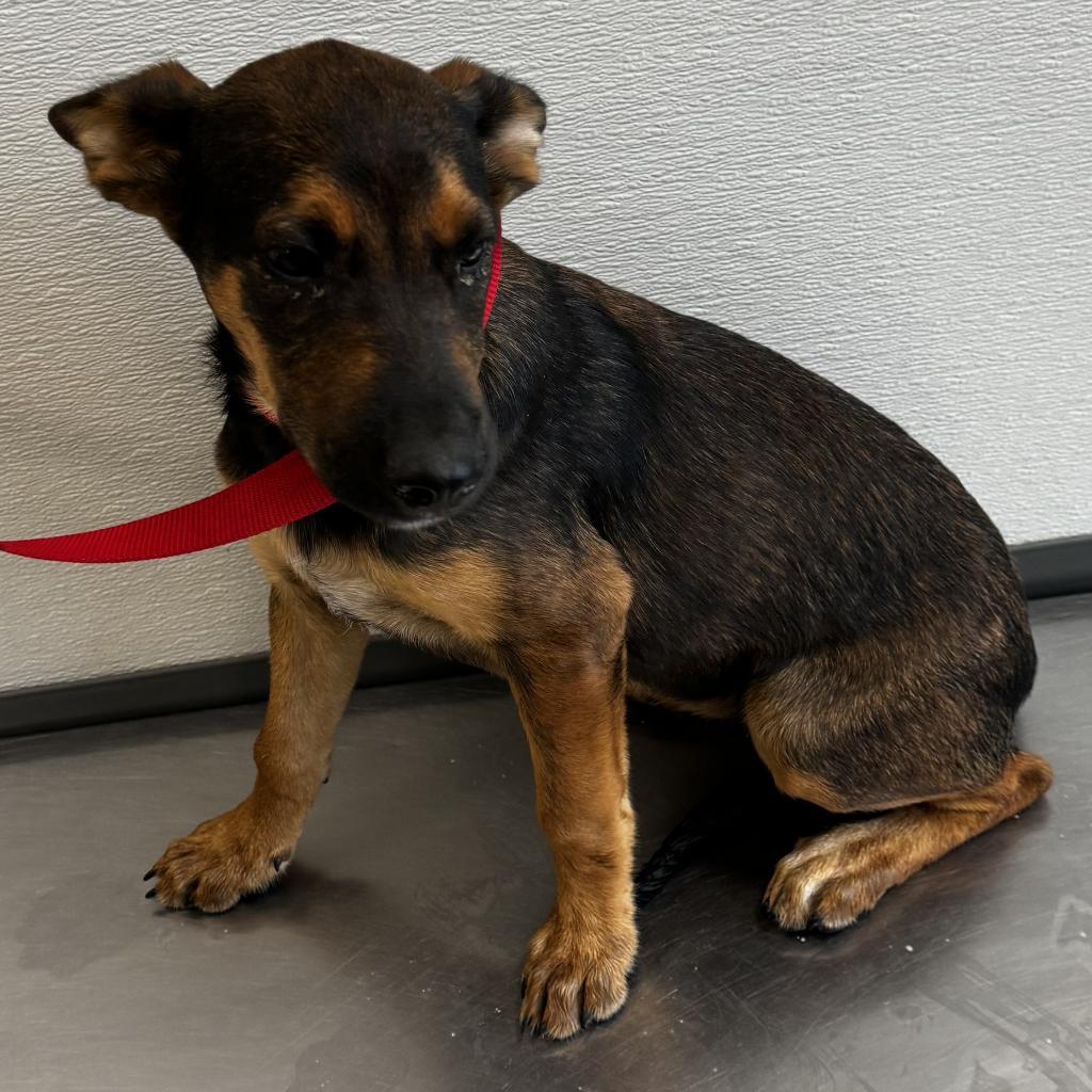 Bear, an adoptable Mixed Breed in Las Cruces, NM, 88012 | Photo Image 2