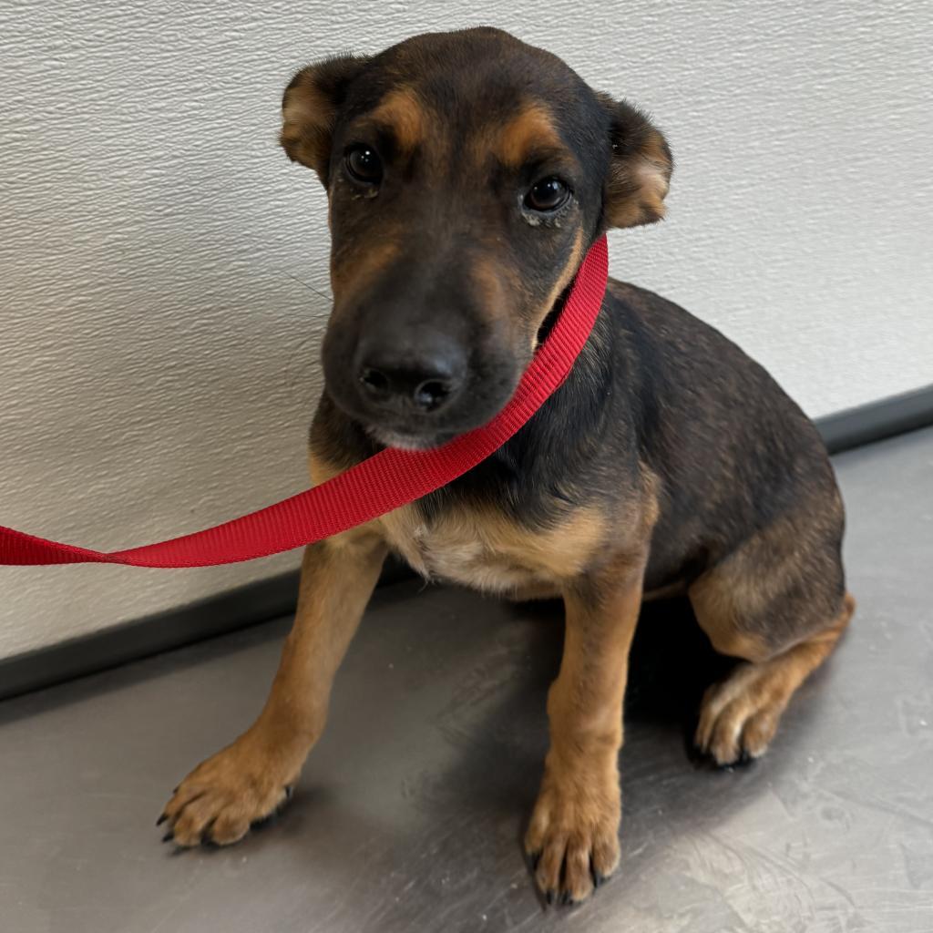 Bear, an adoptable Mixed Breed in Las Cruces, NM, 88012 | Photo Image 3