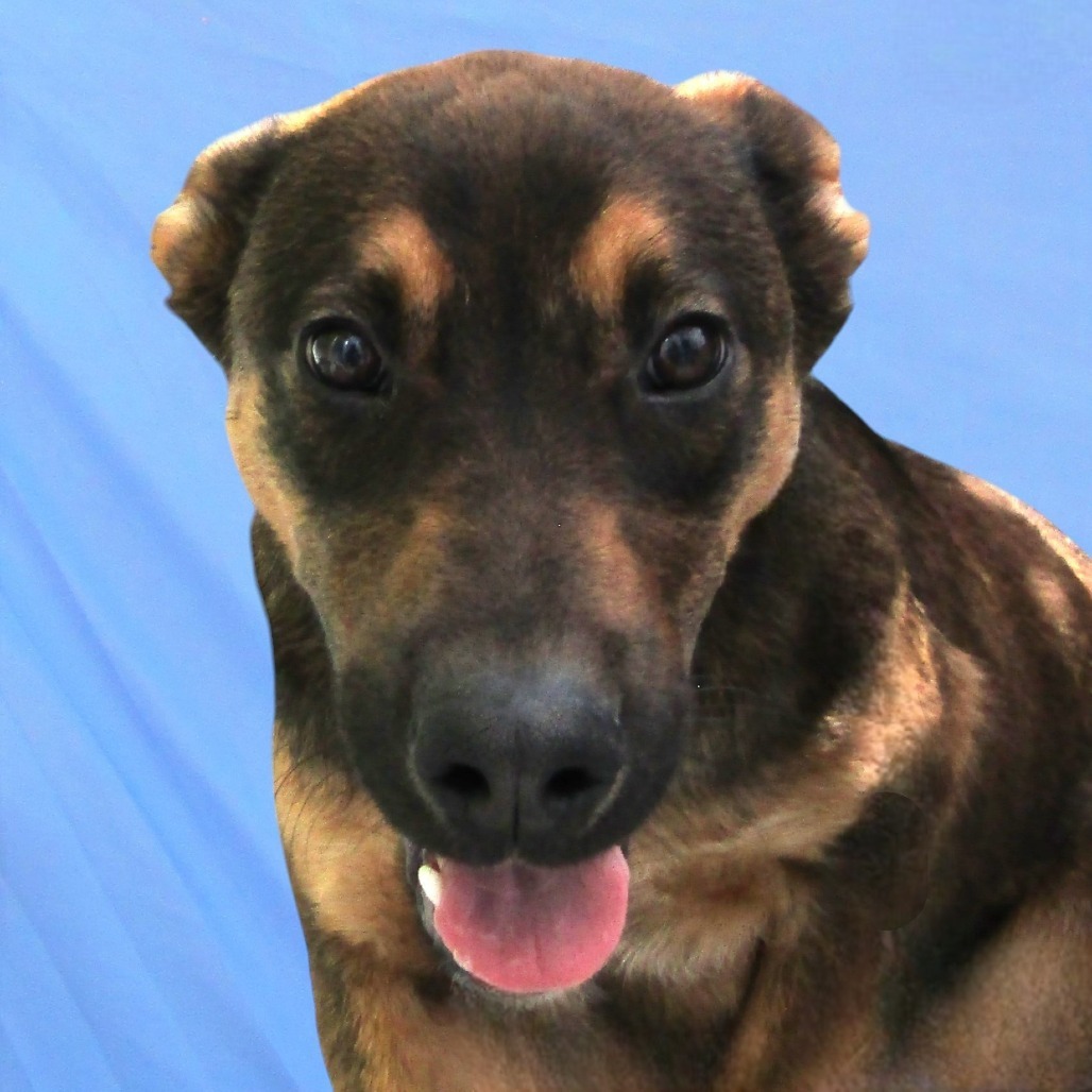 Bear, an adoptable Mixed Breed in Las Cruces, NM, 88012 | Photo Image 4