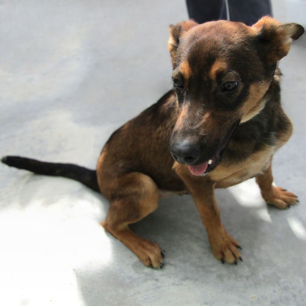 Bear, an adoptable Mixed Breed in Las Cruces, NM, 88012 | Photo Image 5