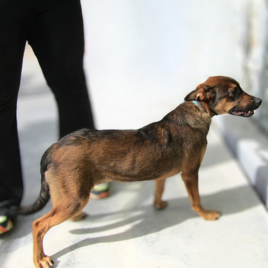 Bear, an adoptable Mixed Breed in Las Cruces, NM, 88012 | Photo Image 6