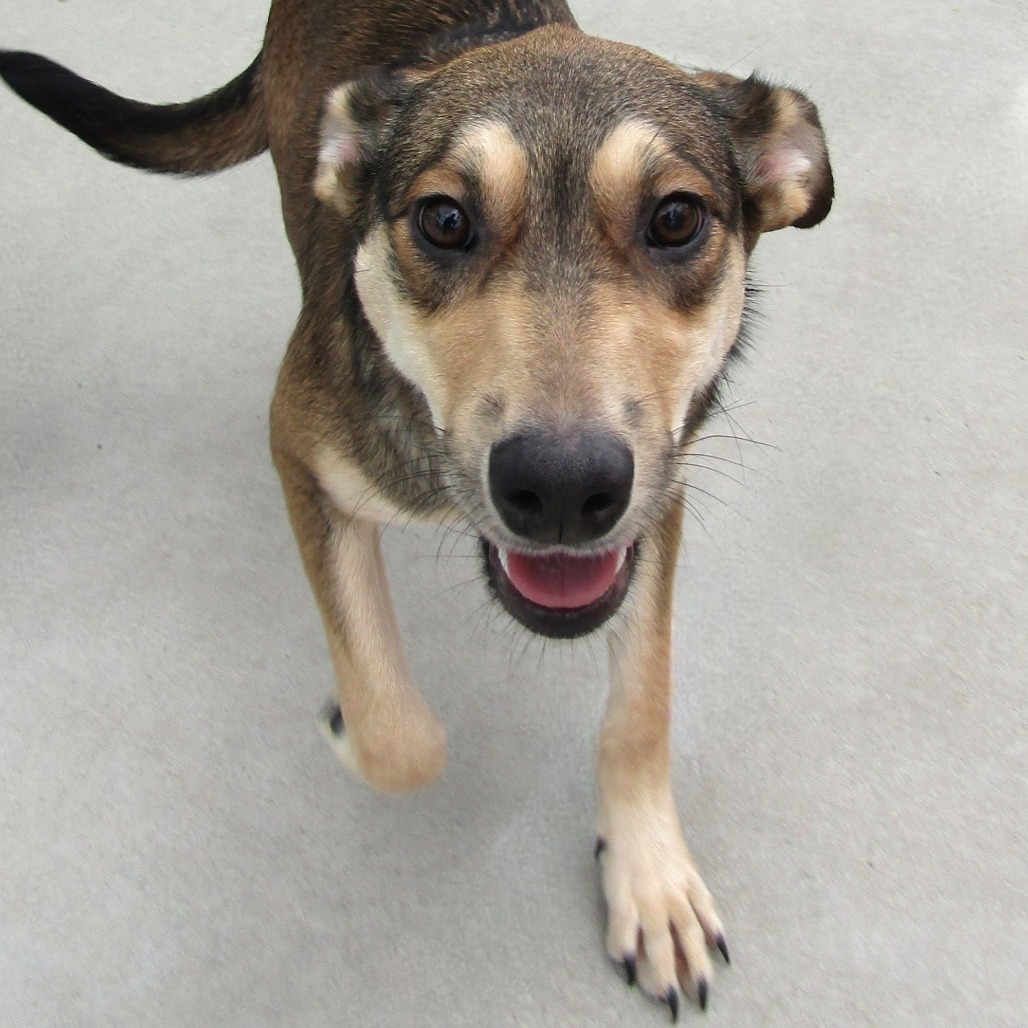 Zoe, an adoptable Mixed Breed in Las Cruces, NM, 88012 | Photo Image 1