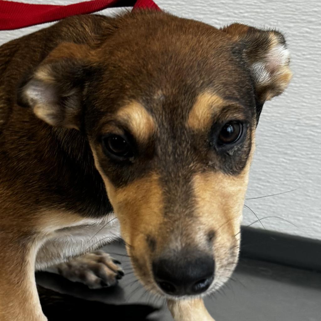 Zoe, an adoptable Mixed Breed in Las Cruces, NM, 88012 | Photo Image 2