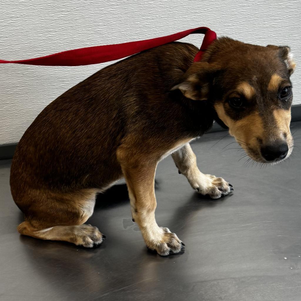 Zoe, an adoptable Mixed Breed in Las Cruces, NM, 88012 | Photo Image 3