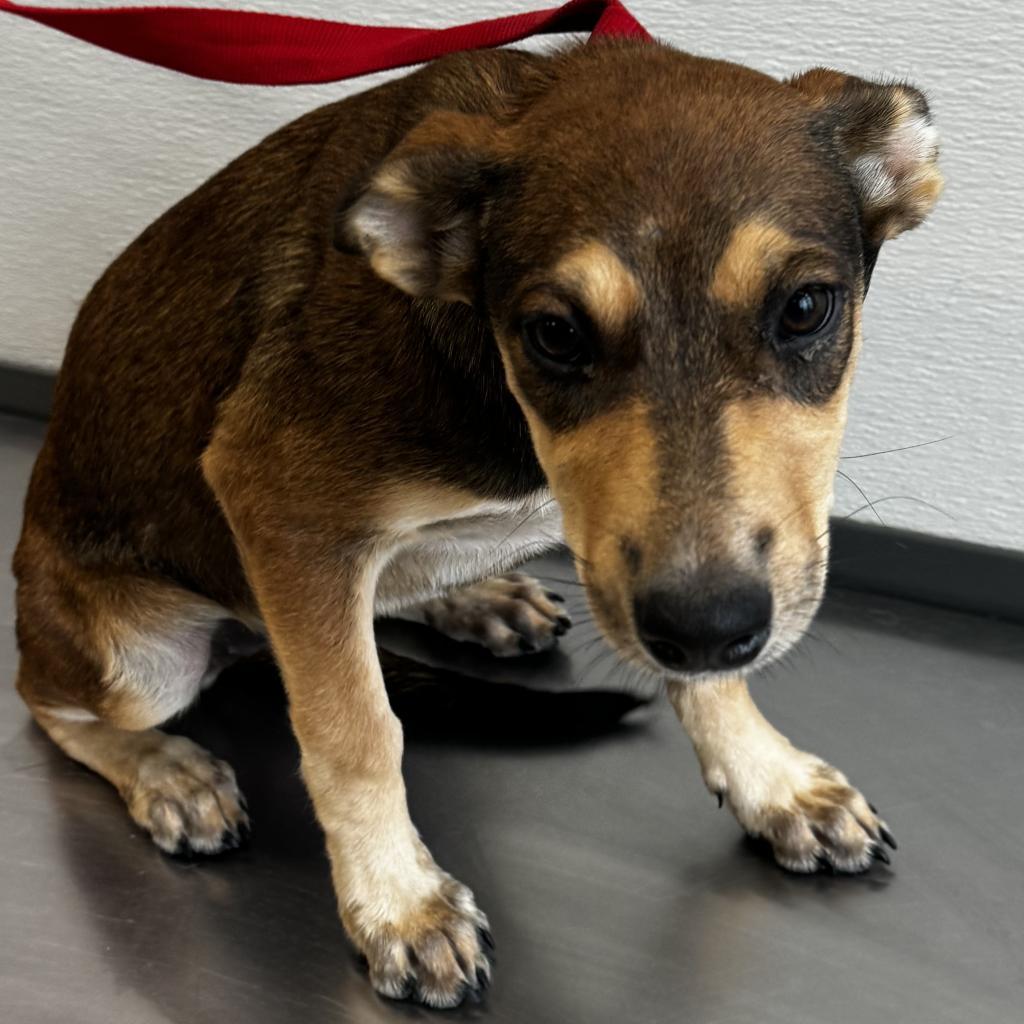 Zoe, an adoptable Mixed Breed in Las Cruces, NM, 88012 | Photo Image 4