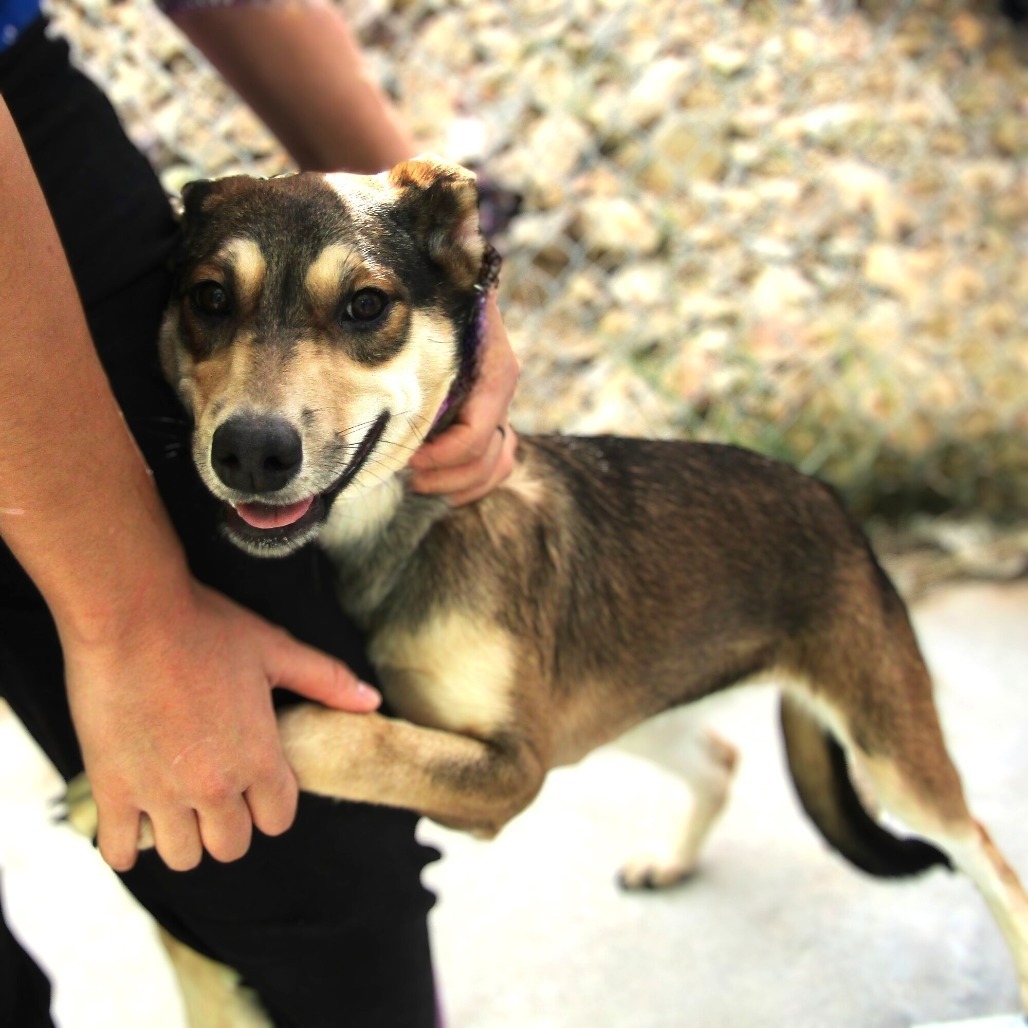 Zoe, an adoptable Mixed Breed in Las Cruces, NM, 88012 | Photo Image 5