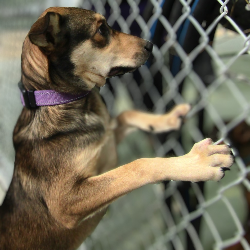 Zoe, an adoptable Mixed Breed in Las Cruces, NM, 88012 | Photo Image 6