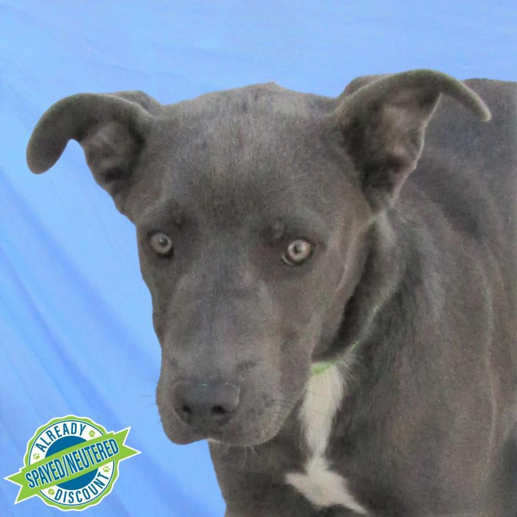 Bruce, an adoptable Mixed Breed in Las Cruces, NM, 88012 | Photo Image 1