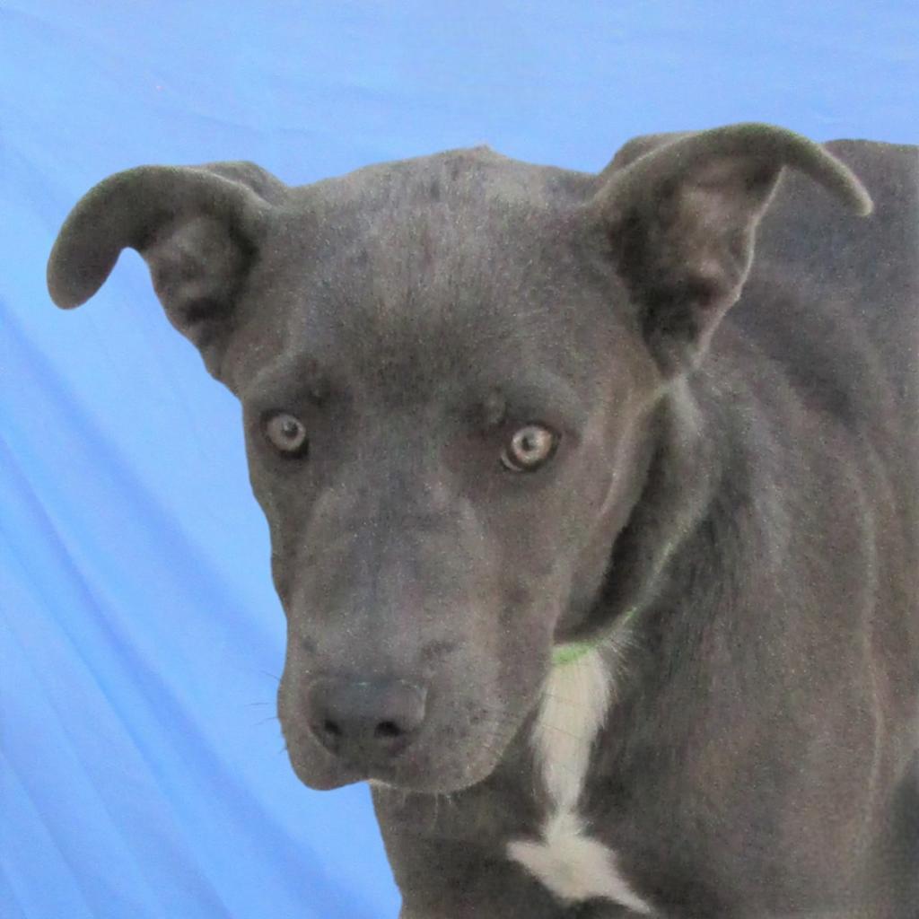 Bruce, an adoptable Mixed Breed in Las Cruces, NM, 88012 | Photo Image 1