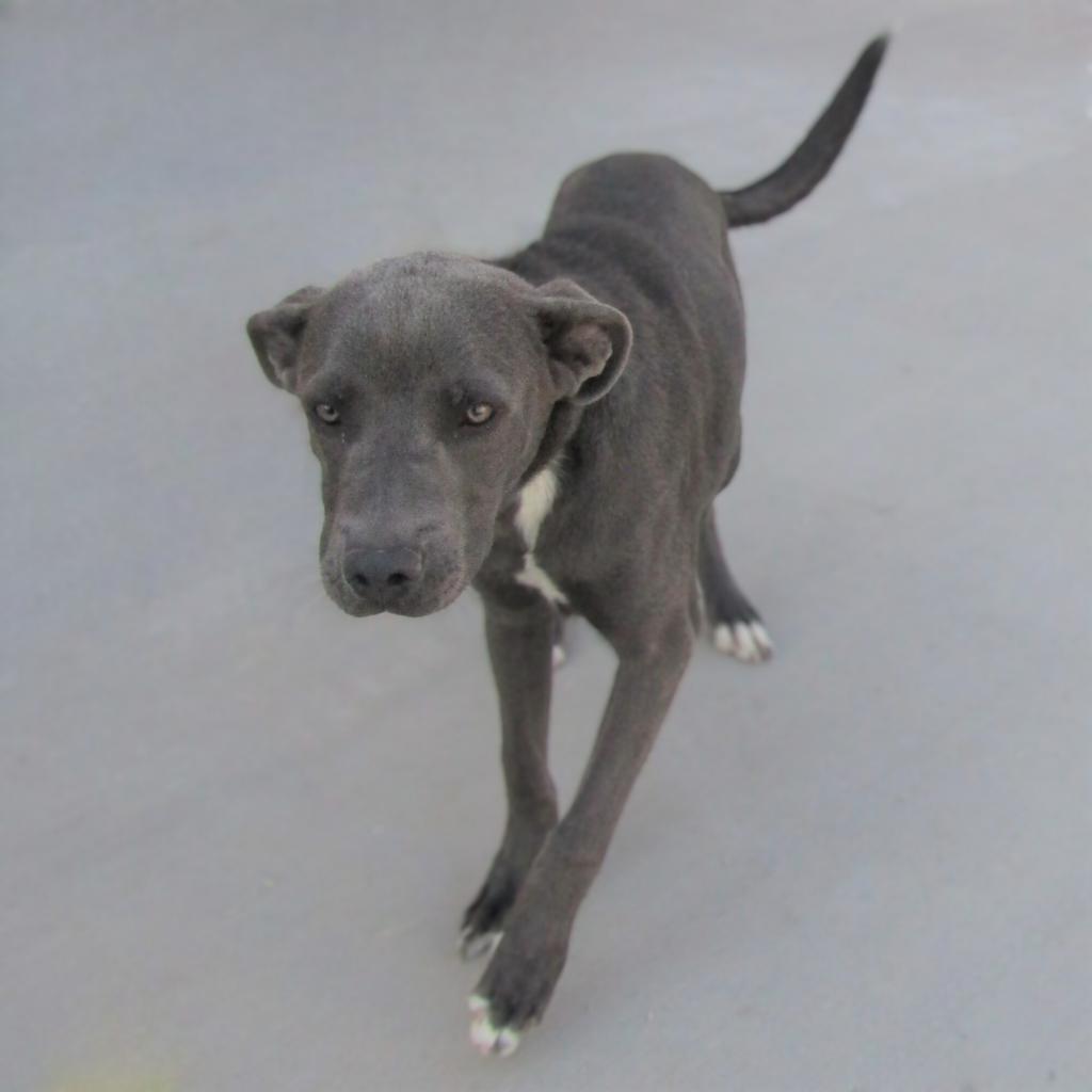 Bruce, an adoptable Mixed Breed in Las Cruces, NM, 88012 | Photo Image 4