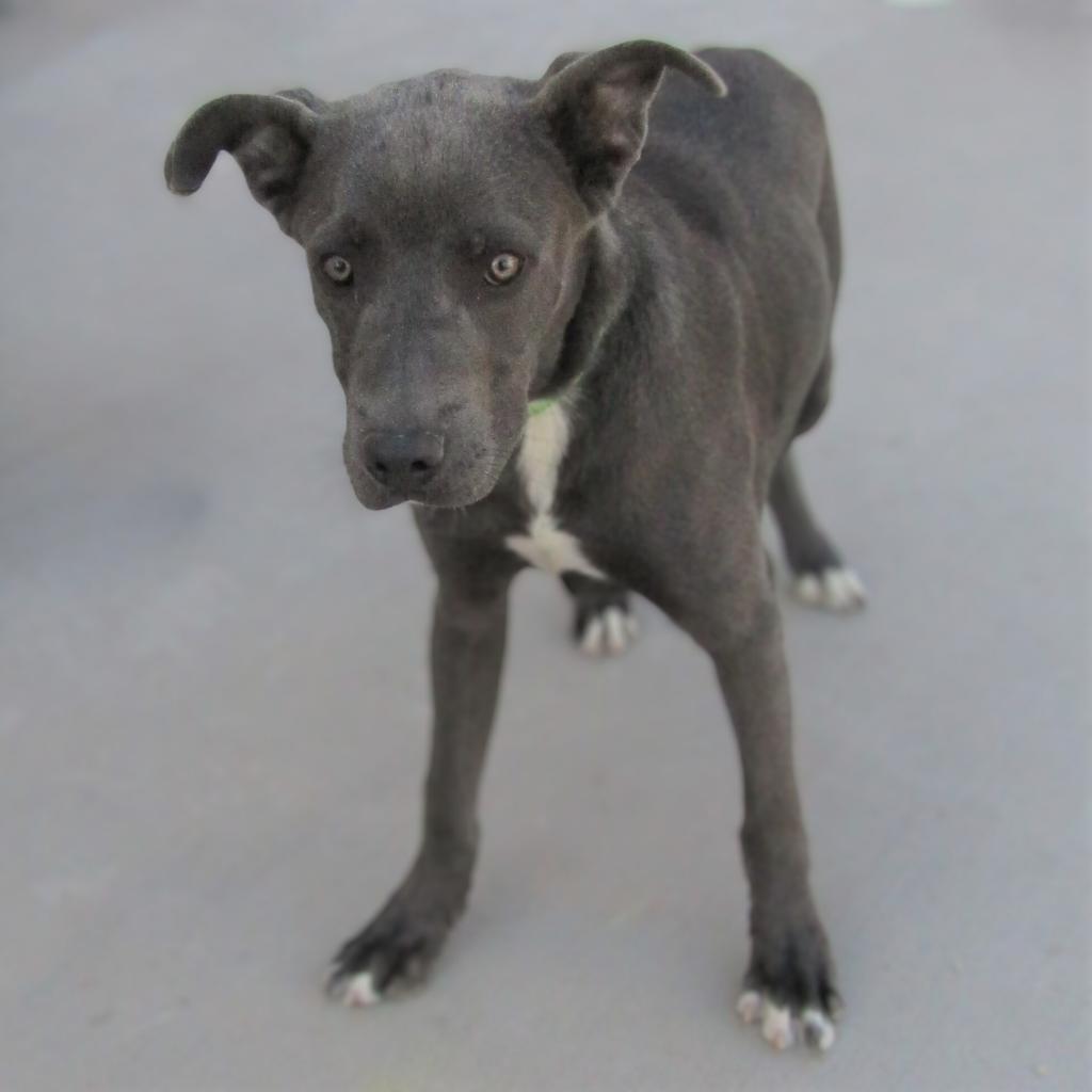 Bruce, an adoptable Mixed Breed in Las Cruces, NM, 88012 | Photo Image 5