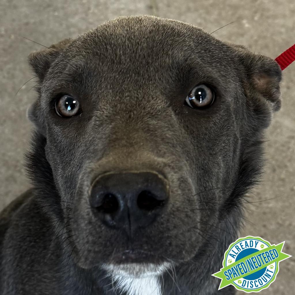 Bruce, an adoptable Mixed Breed in Las Cruces, NM, 88012 | Photo Image 6