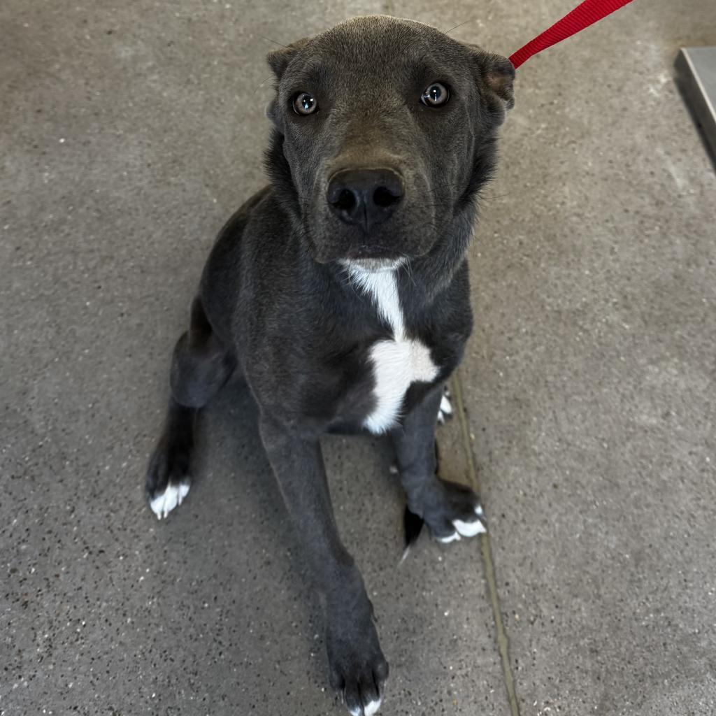 Bruce, an adoptable Mixed Breed in Las Cruces, NM, 88012 | Photo Image 6